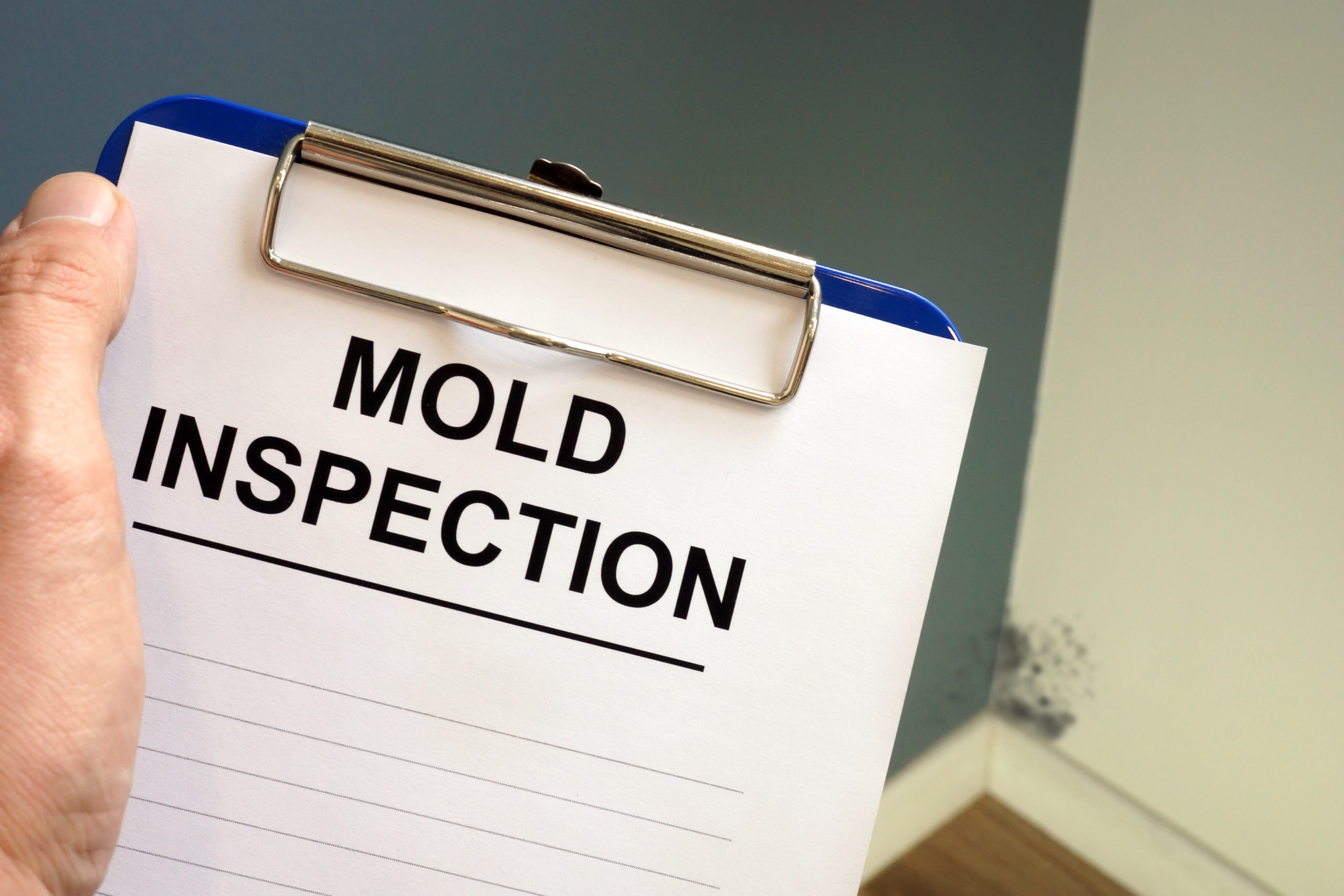 Mold Inspection How To Hire The Right Professional For Your Home